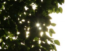 心理カウンセリング療法と料金